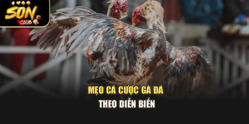 Mẹo cá cược gà đá theo diễn biến